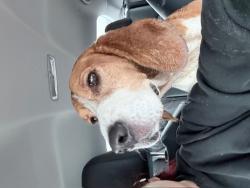 Found/Stray Male Dog last seen Houston Police Department southwest Div. , Houston, TX 77045