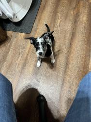 Lost Female Dog last seen CR3657 And R&R road, Wise County, TX 76073