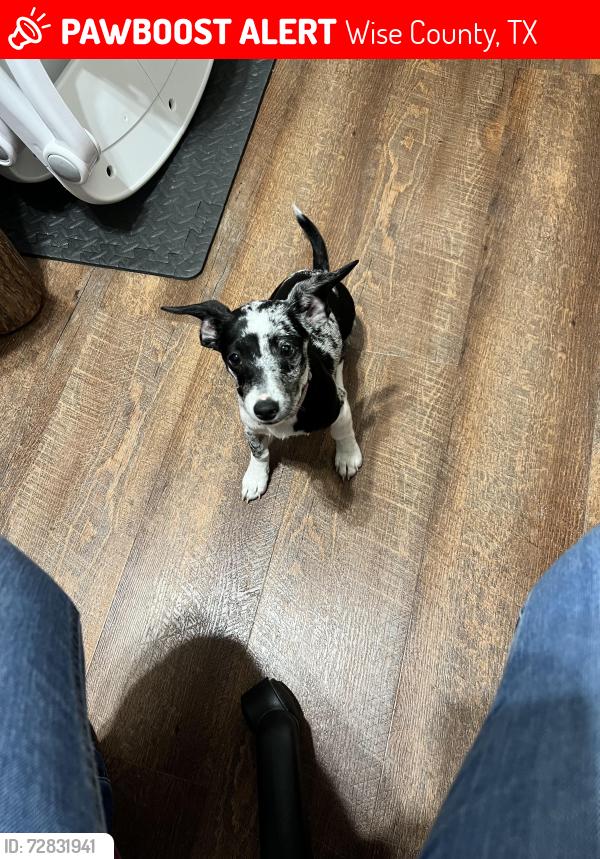 Lost Female Dog last seen CR3657 And R&R road, Wise County, TX 76073