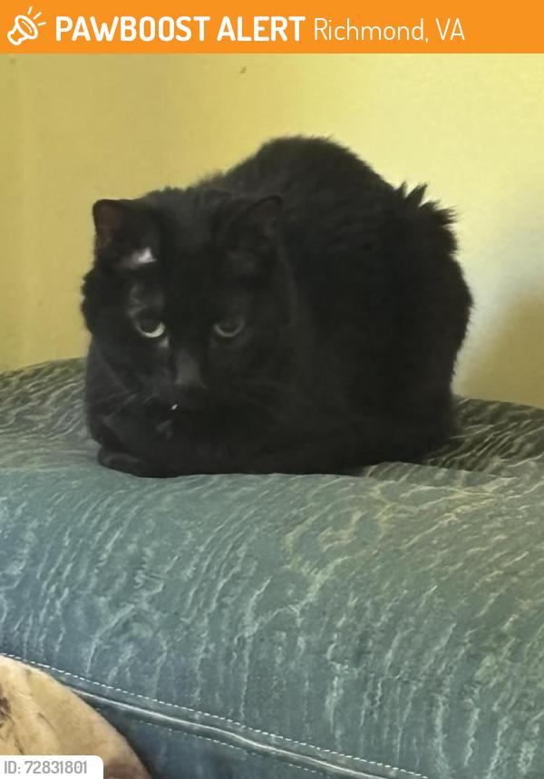 Found/Stray Female Cat last seen Southampton rd, Richmond, VA 23225