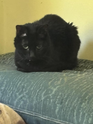 Found/Stray Female Cat last seen Southampton rd, Richmond, VA 23225
