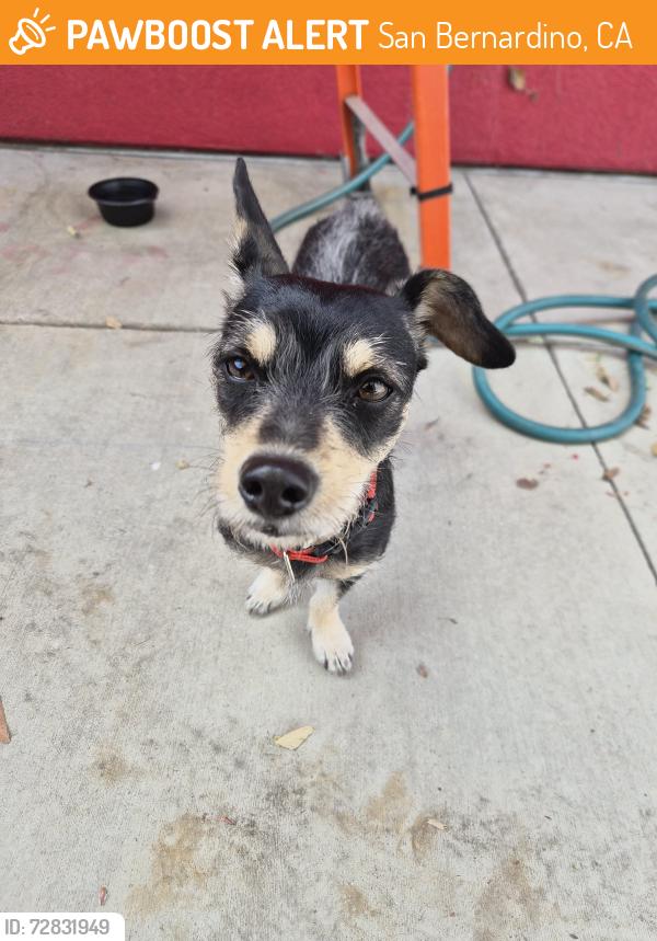 Found/Stray Unknown Dog last seen Near San Bernardino High School, San Bernardino, CA 92405