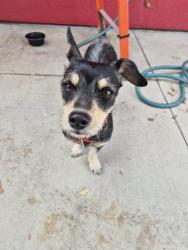 Found/Stray Unknown Dog last seen Near San Bernardino High School, San Bernardino, CA 92405