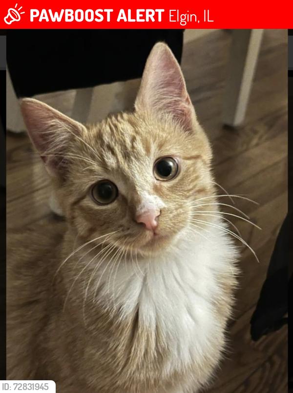 Lost Male Cat last seen  Elgin on South commonwealth Ave near sunset park, Elgin, IL 60120