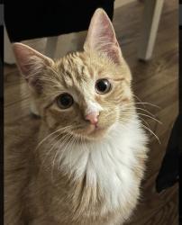 Lost Male Cat last seen  Elgin on South commonwealth Ave near sunset park, Elgin, IL 60120