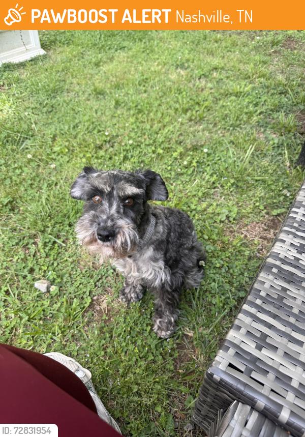 Found/Stray Female Dog last seen Hamilton and Pillow, Nashville, TN 37203