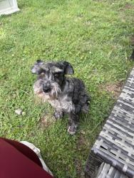Found/Stray Female Dog last seen Hamilton and Pillow, Nashville, TN 37203