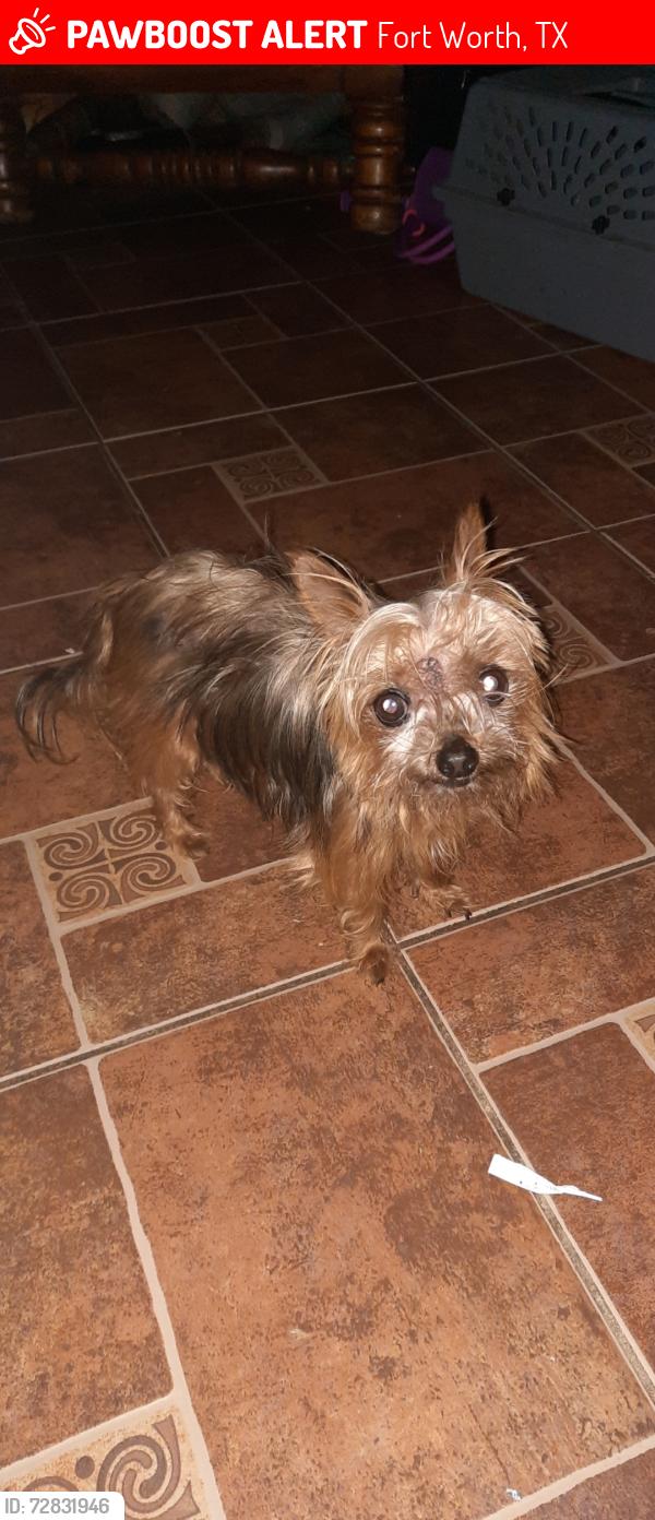 Lost Female Dog last seen Avenue j and bishop st, Fort Worth, TX 76105