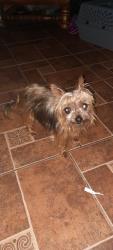 Lost Female Dog last seen Avenue j and bishop st, Fort Worth, TX 76105