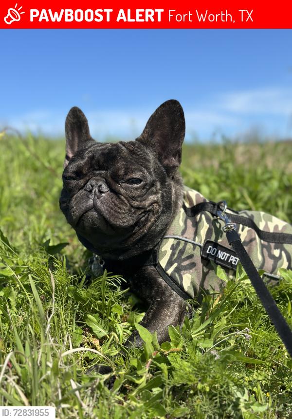 Lost Male Dog last seen Eastland miller , Fort Worth, TX 76119