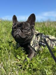 Lost Male Dog last seen Eastland miller , Fort Worth, TX 76119