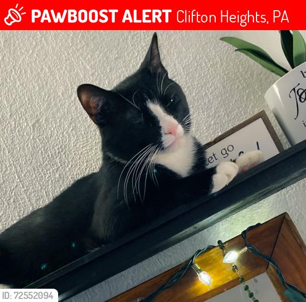 Lost Male Cat last seen Willowbrook and Church Road in Clifton Heights, Clifton Heights, PA 19018
