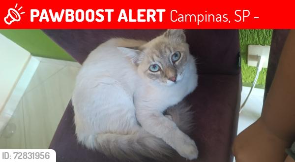 Lost Female Cat last seen Estrada da Rhodia , Campinas, SP 13085-622