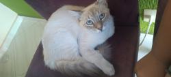 Lost Female Cat last seen Estrada da Rhodia , Campinas, SP 13085-622