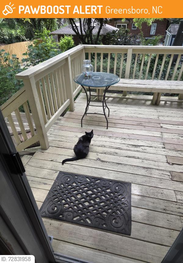 Found/Stray Unknown Cat last seen Guilford Avenue , Greensboro, NC 27401