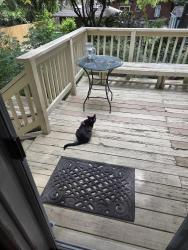 Found/Stray Unknown Cat last seen Guilford Avenue , Greensboro, NC 27401