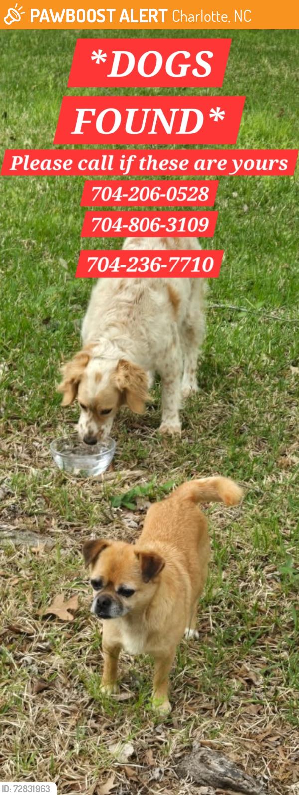 Found/Stray Unknown Dog last seen Antebellum Dr, Charlotte, NC 28273