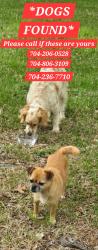 Found/Stray Unknown Dog last seen Antebellum Dr, Charlotte, NC 28273