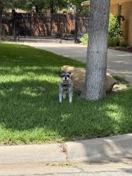 Found/Stray Unknown Dog last seen Oak ridge , Lewisville, TX 75057