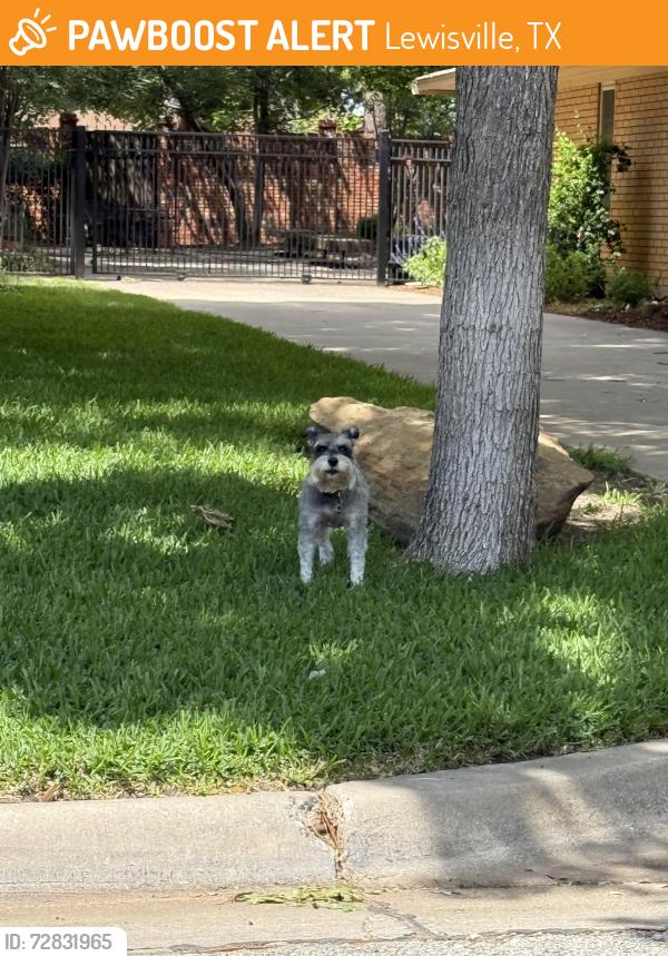 Found/Stray Unknown Dog last seen Oak ridge , Lewisville, TX 75057