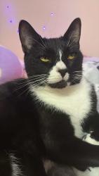 Lost Male Cat last seen Road, Flowery Branch, GA 30542