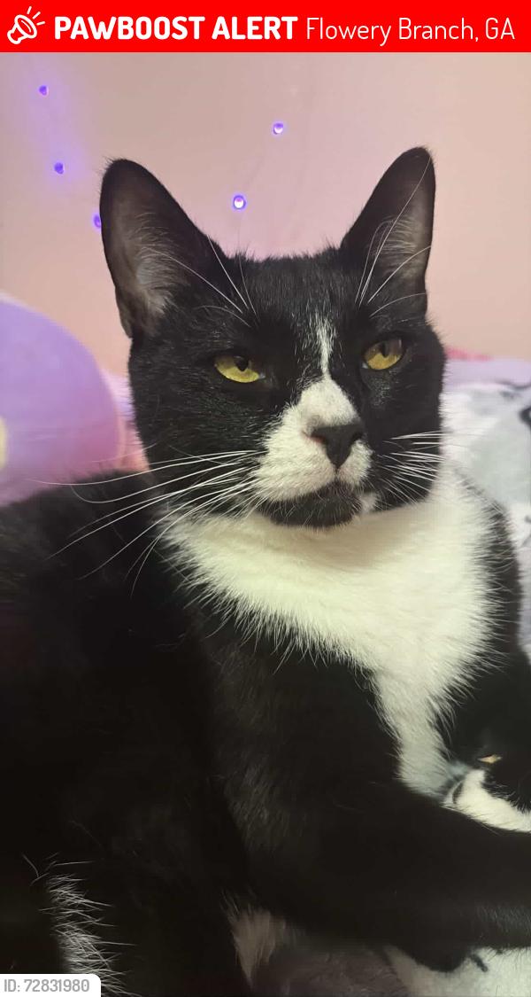Lost Male Cat last seen Road, Flowery Branch, GA 30542