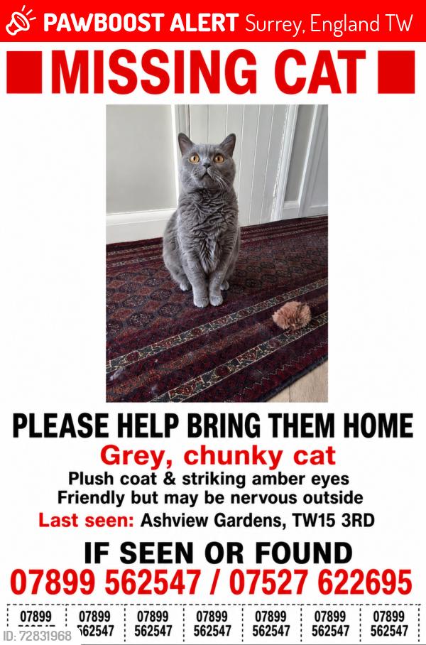 Lost Male Cat last seen Kings fairway pub, Surrey, England TW15