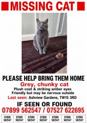 Lost Male Cat last seen Kings fairway pub, Surrey, England TW15