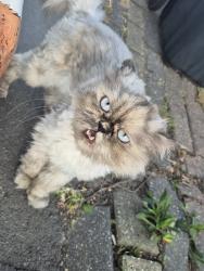 Found/Stray Female Cat last seen Front of my hse, Perivale, England UB6 7AJ