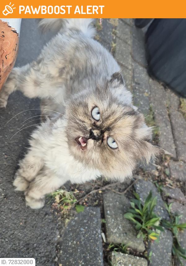 Found/Stray Female Cat last seen Front of my hse, Perivale, England UB6 7AJ