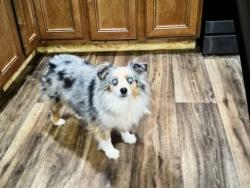 Lost Female Dog last seen Morganton Rd near RR tracks, Maryville, TN 37801