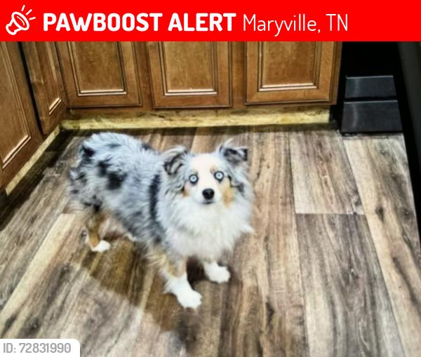 Lost Female Dog last seen Morganton Rd near RR tracks, Maryville, TN 37801