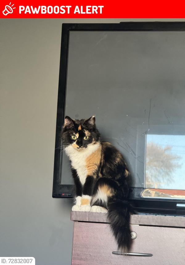 Lost Female Cat last seen Walton and Sashabaw, Moby ’s Pet Store, Waterford Township, MI 48329