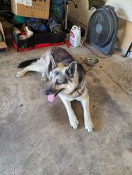 Found/Stray Unknown Dog last seen Peter’s Elementary School, Broken Arrow, OK 74012