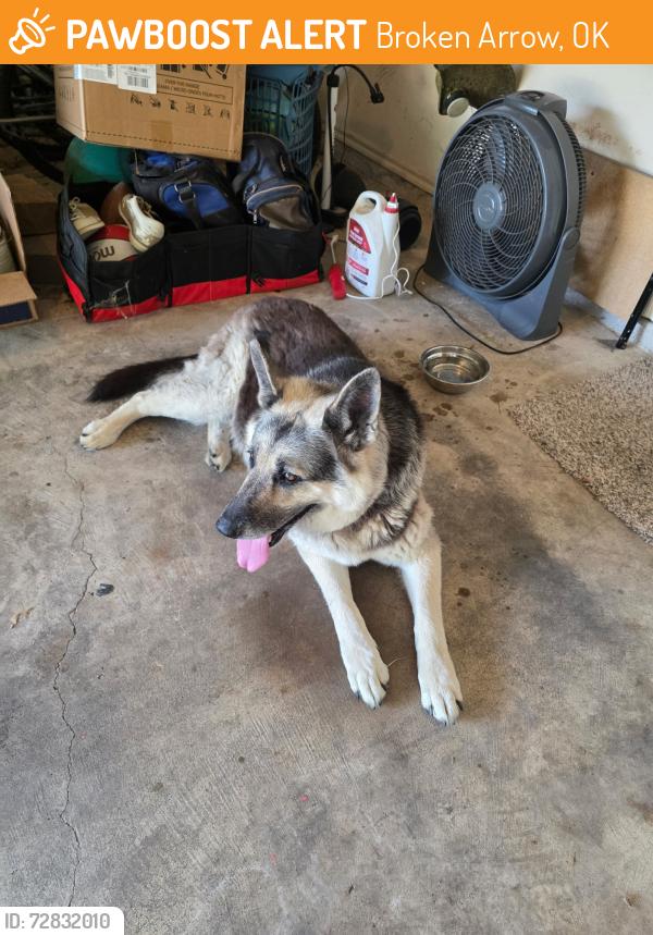 Found/Stray Unknown Dog last seen Peter’s Elementary School, Broken Arrow, OK 74012