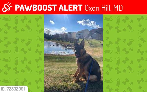 Lost Male Dog last seen by Birchwood City Recreation Area, Oxon Hill, MD 20745