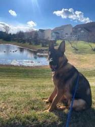 Lost Male Dog last seen by Birchwood City Recreation Area, Oxon Hill, MD 20745
