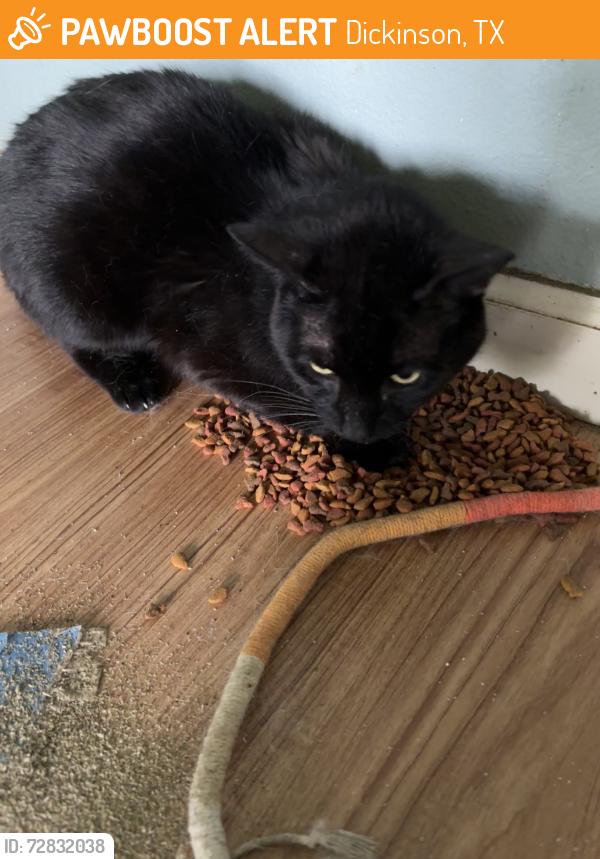 Found/Stray Female Cat last seen lighthouse church, Dickinson, TX 77539