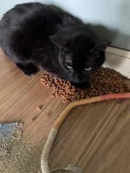 Found/Stray Female Cat last seen lighthouse church, Dickinson, TX 77539