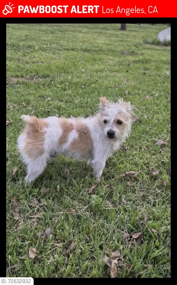 Lost Male Dog last seen Windsor Square (Lorraine & 3rd), Los Angeles, CA 90020