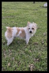 Lost Male Dog last seen Windsor Square (Lorraine & 3rd), Los Angeles, CA 90020