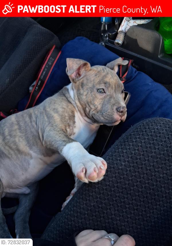 Lost Male Dog last seen 8th Ave spanaway going twords Roy. , Pierce County, WA 98580