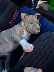 Lost Male Dog last seen 8th Ave spanaway going twords Roy. , Pierce County, WA 98580