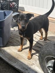 Found/Stray Female Dog last seen Foothill, San Bernardino, CA 92410
