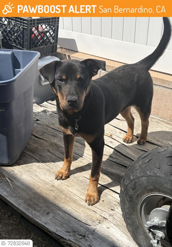 Found/Stray Female Dog last seen Foothill, San Bernardino, CA 92410