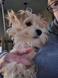 Lost Female Dog last seen Near ave and 41st st outside of town. Near the dump, Hartford, SD 57033