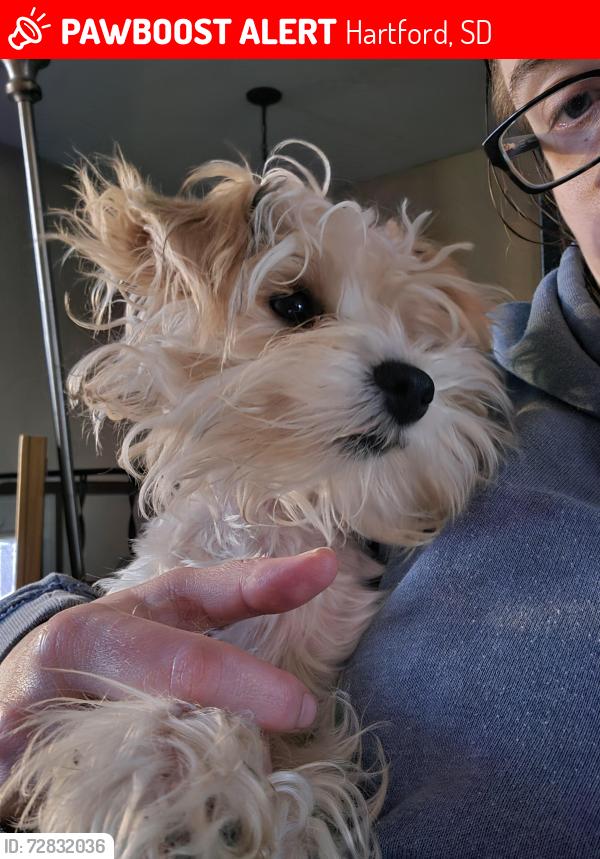 Lost Female Dog last seen Near ave and 41st st outside of town. Near the dump, Hartford, SD 57033