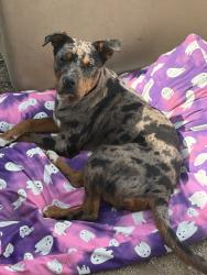 Found/Stray Male Dog last seen Foothill, San Bernardino, CA 92410