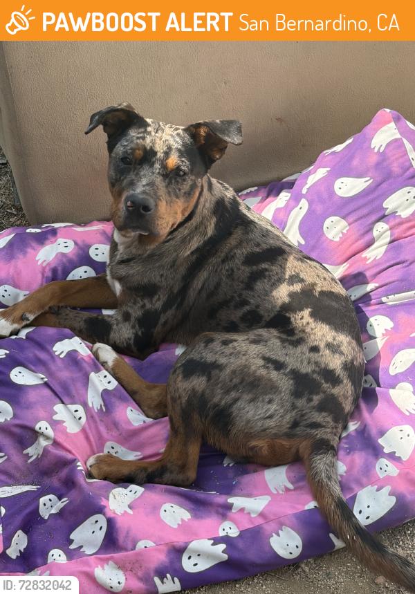 Found/Stray Male Dog last seen Foothill, San Bernardino, CA 92410