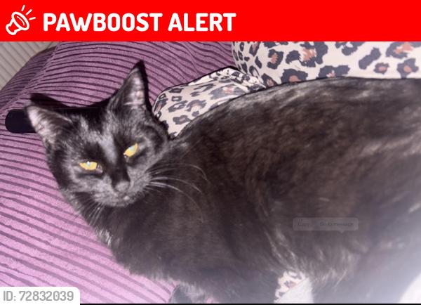 Lost Female Cat last seen Knighton Park, Leicester, England LE2 3PN